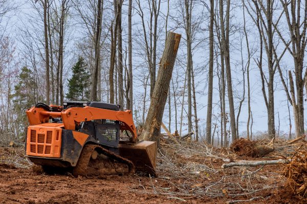 Bobcat-5